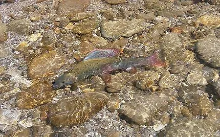 Holiday River Kupa Turke
